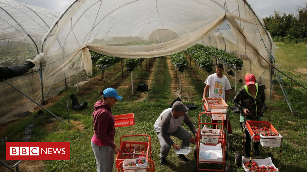 Post-Brexit migrant farm worker visa scheme announced