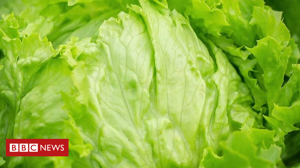 The lettuce peeling robot and other technology news