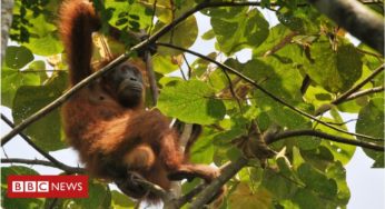 Supermarkets’ sustainable palm oil not fully traceable