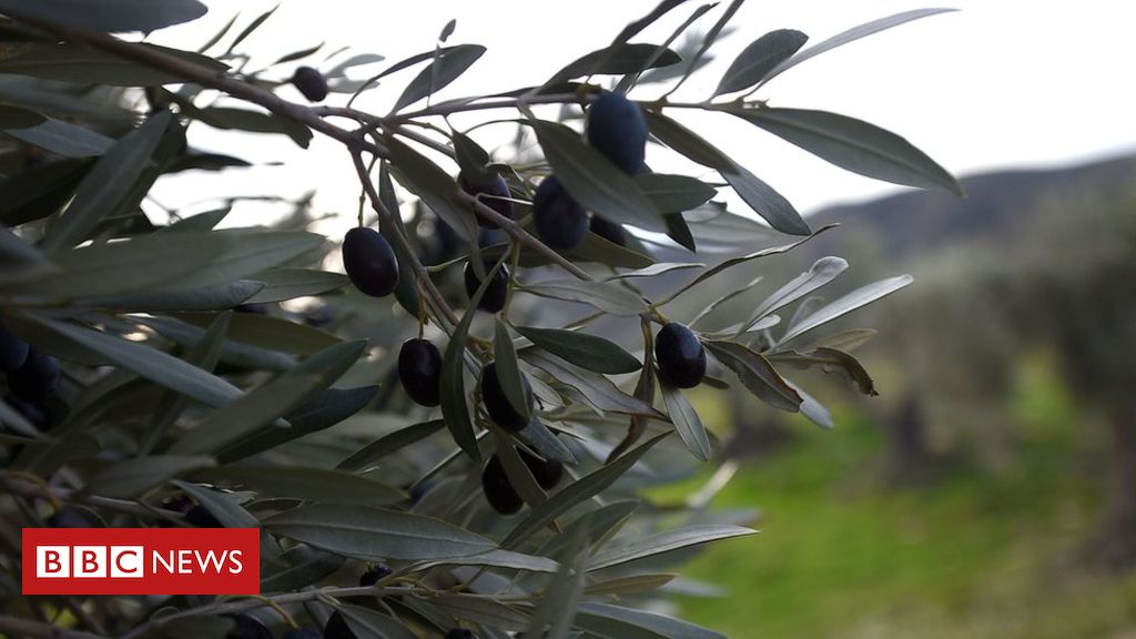 Olives pitting US against EU in global trade fight